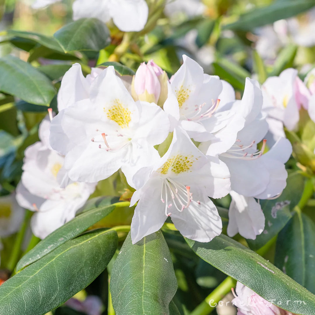 Catawbiense Flower seeds for Planting Bright Blooms Heirloom & GMO Free Seeds for Home Garden
