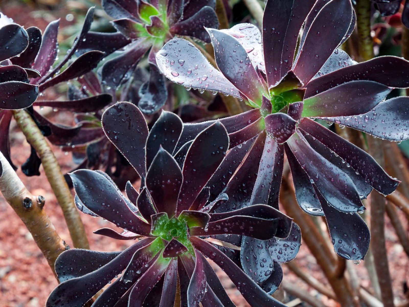 Black Green Succulent Flower Seeds for Planting – Heirloom NonGMO Hardy Garden Seeds for Home & Outdoor Pots
Sale