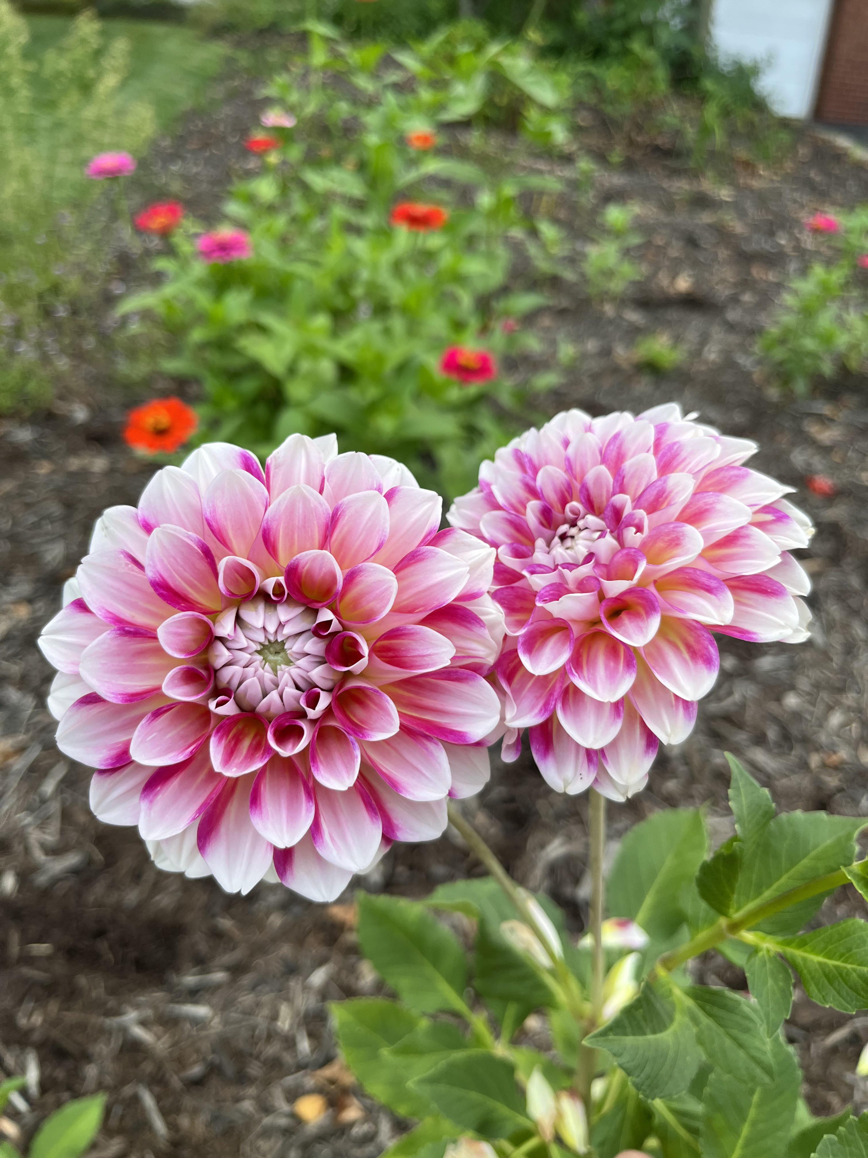 Zinnia White Pink Flower seeds for Planting - Garden Favorite, Heirloom & GMO Free Seeds for Home Garden