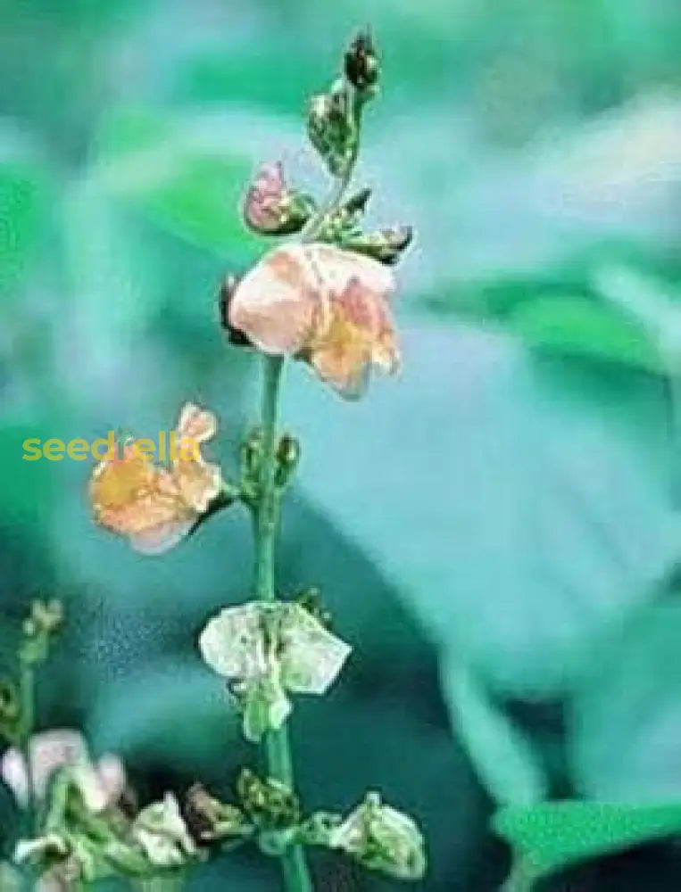 Dolichos Biflorus Seeds Ideal For Home Gardens & Agriculture Plant Seeds