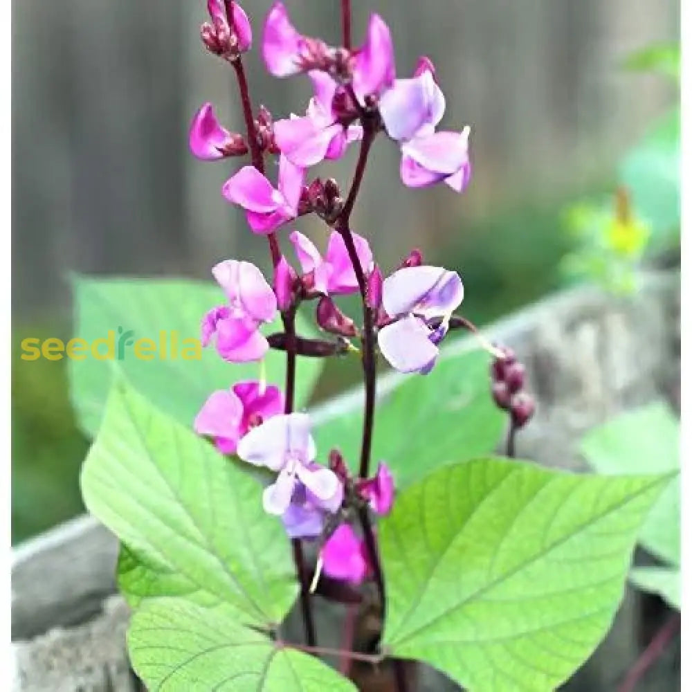 Dolichos Biflorus Seeds Ideal For Home Gardens & Agriculture Plant Seeds