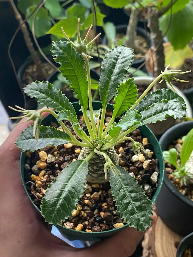 Premium Green Dorstenia Lavrano Plant Seeds Perfect for Indoor & Outdoor Planting