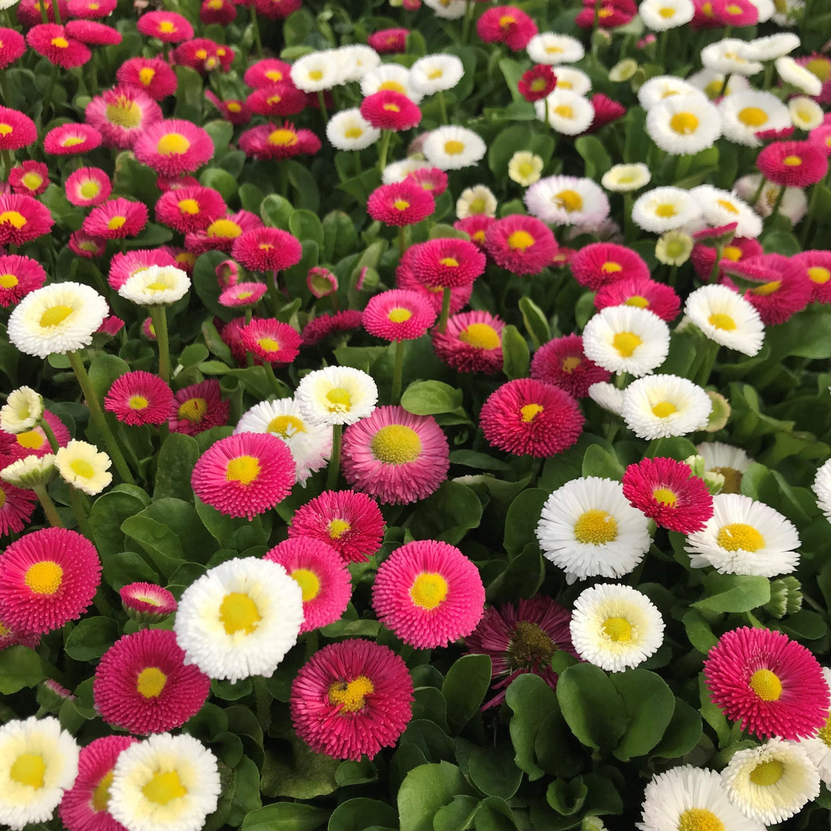 Margarita Roja Flower seeds blooming in flower beds, containers, borders, and pollinator-friendly gardens