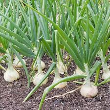 Scallion Vegetable Seeds Perfect for Planting