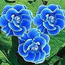 Light Blue Gloxinia Flower Seeds for Planting – Heirloom NonGMO High Germination Organic Garden Seeds for Bright Blooms
Sale