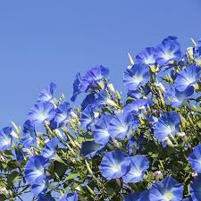 Light Blue Gloxinia Flower Seeds for Planting – Heirloom NonGMO High Germination Organic Garden Seeds for Bright Blooms
Sale