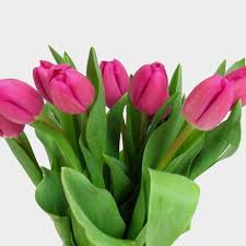 Deep Pink Tulip Flower Seeds for Planting – Heirloom NonGMO High Germination Organic Garden Seeds for Vibrant Spring Blooms
Sale