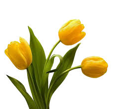 Yellow Tulip Flower Seeds for Planting – Heirloom NonGMO Organic Garden Seeds – Compact Growth High Germination
Sale for planting in home garden