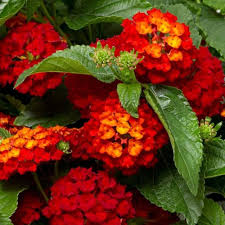 Red Yellow Lantana Flower Seeds Colorful Display Heirloom NonGMO Organic Garden Seeds for Planting
Sale for planting in home garden