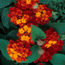 Red Yellow Lantana Flower Seeds Colorful Display Heirloom NonGMO Organic Garden Seeds for Planting
Sale