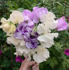 White Purple Sweet Pea Flower Seeds Fragrant Blossoms Heirloom NonGMO Organic Garden Seeds for Planting
Sale for planting in home garden
