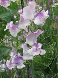 White Purple Sweet Pea Flower Seeds Fragrant Blossoms Heirloom NonGMO Organic Garden Seeds for Planting
Sale