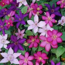 Mixed Clematis Flower Seeds Pollinator Friendly Heirloom NonGMO Organic Garden Seeds for Planting Seeds for Home Garden
Sale