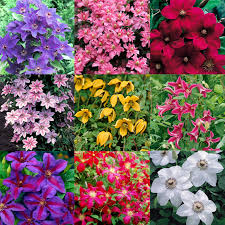 Mixed Clematis Flower Seeds Pollinator Friendly Heirloom NonGMO Organic Garden Seeds for Planting Seeds for Home Garden
Sale for planting in home garden
