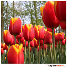 Red Yellow Tulip Flower Seeds Compact Growth Heirloom NonGMO Organic Garden Seeds for Planting
Sale
