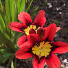 Red Yellow Sparaxis Flower Seeds Long Bloom Season Heirloom NonGMO Organic Garden Seeds for Planting
Sale