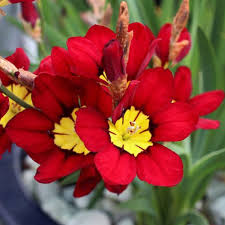 Blue Red Sparaxis Flower Seeds for Planting – Heirloom NonGMO Organic Garden Seeds High Germination
Sale