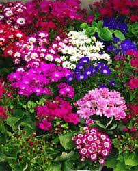 Mixed Color Florist's Cineraria Flower Seeds Easy to Grow Heirloom NonGMO Organic Garden Seeds for Planting
Sale