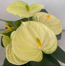 Yellow Anthurium Andraeanum Flower Seeds Pollinator Friendly Heirloom NonGMO Organic Garden Seeds for Planting
Sale for planting in home garden