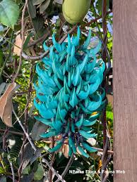 Black Strongylodon Macrobotrys Flower Seeds Long Bloom Season Heirloom NonGMO Organic Garden Seeds for Planting
Sale for planting in home garden