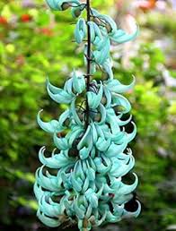 Black Strongylodon Macrobotrys Flower Seeds Long Bloom Season Heirloom NonGMO Organic Garden Seeds for Planting
Sale