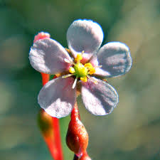 Pink Sundew Flower Seeds for Planting Heirloom NonGMO High Germination Organic Garden Seeds
Sale for planting in home garden