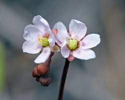 Pink Sundew Flower Seeds for Planting Heirloom NonGMO High Germination Organic Garden Seeds
Sale