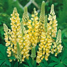 Light Yellow Lupine Flower Seeds for Planting Heirloom NonGMO Hardy High Germination Organic Garden Seeds
Sale for planting in home garden