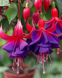 Purple Red Fuchsia Hybrida Flower Seeds for Planting Heirloom NonGMO Easy to Grow Organic Garden Seeds
Sale for planting in home garden