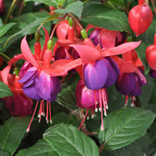 Purple Red Fuchsia Hybrida Flower Seeds for Planting Heirloom NonGMO Easy to Grow Organic Garden Seeds
Sale