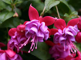 Purple Red Fuchsia Hybrida Flower Seeds for Planting Heirloom NonGMO Easy to Grow Organic Garden Seeds
Sale