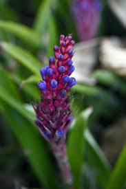 Violet Puya Santosii Seeds for Planting Heirloom NonGMO High Germination Organic Garden Seeds
Sale for planting in home garden