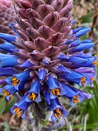 Violet Puya Santosii Seeds for Planting Heirloom NonGMO High Germination Organic Garden Seeds
Sale