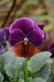 Brown Violet Pansy Flower Seeds for Planting – Heirloom NonGMO High Germination Organic Garden Seeds
Sale for planting in home garden