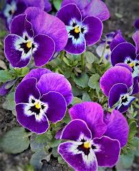 Brown Violet Pansy Flower Seeds for Planting – Heirloom NonGMO High Germination Organic Garden Seeds
Sale