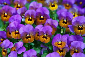 Brown Violet Pansy Flower Seeds for Planting – Heirloom NonGMO High Germination Organic Garden Seeds
Sale