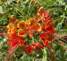 Orange Jacaranda Flower Seeds for Planting – Heirloom NonGMO Bright Bloom Organic Garden Seeds with High Germination
Sale for planting in home garden