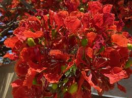 Orange Jacaranda Flower Seeds for Planting – Heirloom NonGMO Bright Bloom Organic Garden Seeds with High Germination
Sale