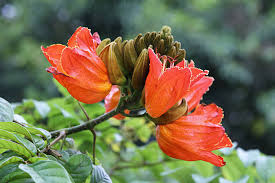 Orange Jacaranda Flower Seeds for Planting – Heirloom NonGMO Bright Bloom Organic Garden Seeds with High Germination
Sale