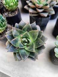 Dark Green Succulent Flower Seeds for Planting – Heirloom NonGMO Shade Tolerant Organic Garden Seeds with High Germination
Sale