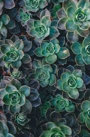 Dark Green Succulent Flower Seeds for Planting – Heirloom NonGMO Shade Tolerant Organic Garden Seeds with High Germination
Sale