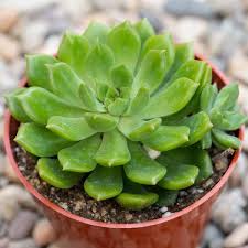 Dark Green Succulent Flower Seeds for Planting – Heirloom NonGMO Shade Tolerant Organic Garden Seeds with High Germination
Sale for planting in home garden