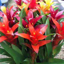 Mixed Bromeliad Seeds for Planting – Heirloom NonGMO SunLoving Organic Garden Seeds with High Germination
Sale