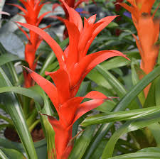 Mixed Bromeliad Seeds for Planting – Heirloom NonGMO SunLoving Organic Garden Seeds with High Germination
Sale