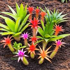 Mixed Bromeliad Seeds for Planting – Heirloom NonGMO SunLoving Organic Garden Seeds with High Germination
Sale for planting in home garden