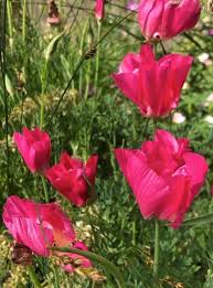 Pink Eschscholtzia Flower Seeds for Planting – Heirloom NonGMO Seasonal Bloomer Organic Garden Seeds with High Germination
Sale for planting in home garden