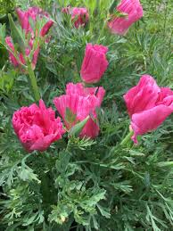 Pink Eschscholtzia Flower Seeds for Planting – Heirloom NonGMO Seasonal Bloomer Organic Garden Seeds with High Germination
Sale
