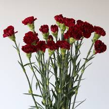Burgundy Carnations Flower Seeds for Planting – Heirloom NonGMO Wildflower Mix Organic Garden Seeds with High Germination
Sale