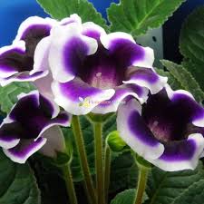 Blue Cream Gloxinia Flower Seeds for Planting – Heirloom NonGMO Cut Flower Favorite Organic Garden Seeds with High Germination
Sale