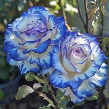 Blue and White Rose Flower Seeds for Planting – Heirloom NonGMO Premium Organic Garden Seeds with High Germination
Sale